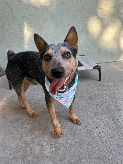 Photo of A524221, adoptable Australian Cattle Dog/Blue Heeler in Wilmington, North Carolina