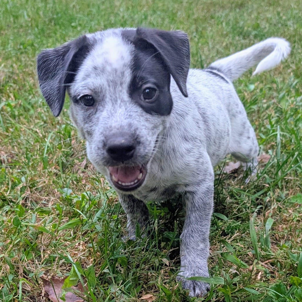 Photo of Macee Pup - Puck, adoptable Cattle Dog / Mixed Breed (Medium) in Fairfax Station, Virginia