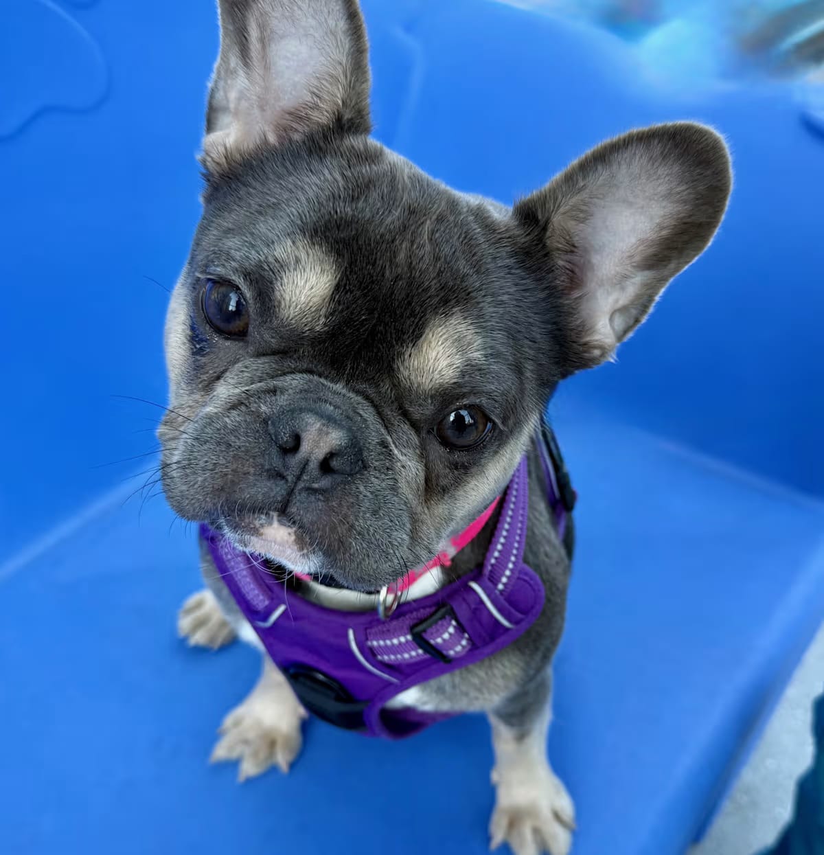 Photo of Tuppence, adoptable French Bulldog Bulldog in New York, New York