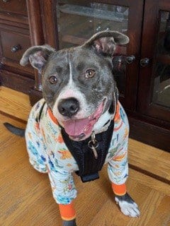 Photo of Babez, adoptable Pit Bull Terrier in San Jose, California