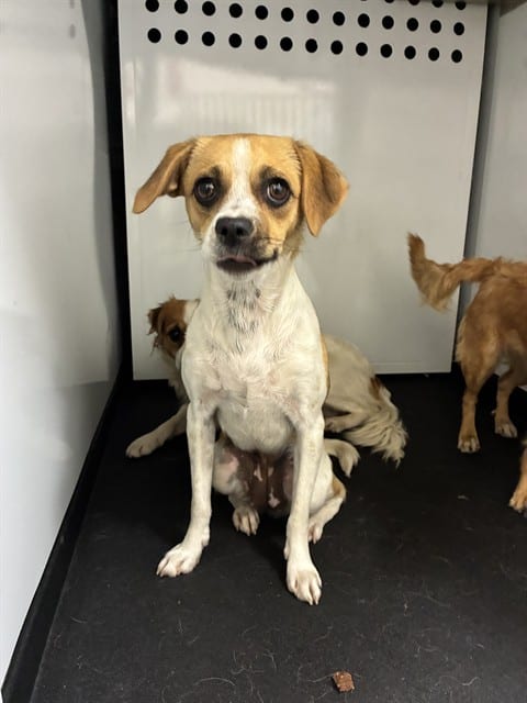 Photo of Fawn, adoptable Chihuahua - Smooth Coated and Parson (Jack) Russell Terrier in San José, California