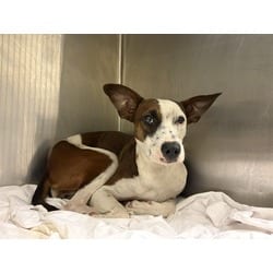 Photo of Willma, adoptable Terrier (Unknown Type, Medium) in Doral, Florida