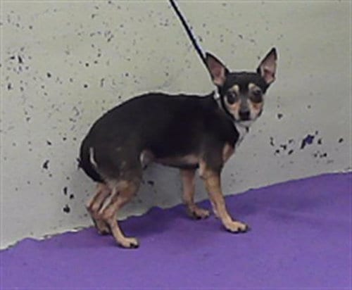 Photo of Cream, adoptable Chihuahua in Houston, Texas