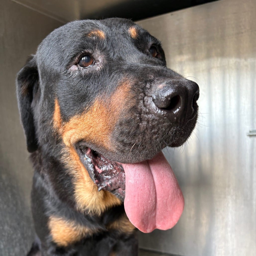 Photo of Mica, adoptable Rottweiler in Brownsville, Texas