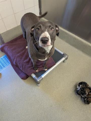 Photo of Honeydew, adoptable Pit Bull Terrier in San Martin, California