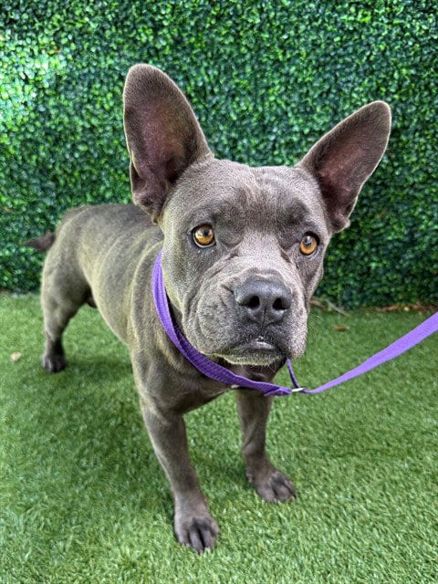 Photo of Magnus, adoptable Bull Terrier in Naples, Florida