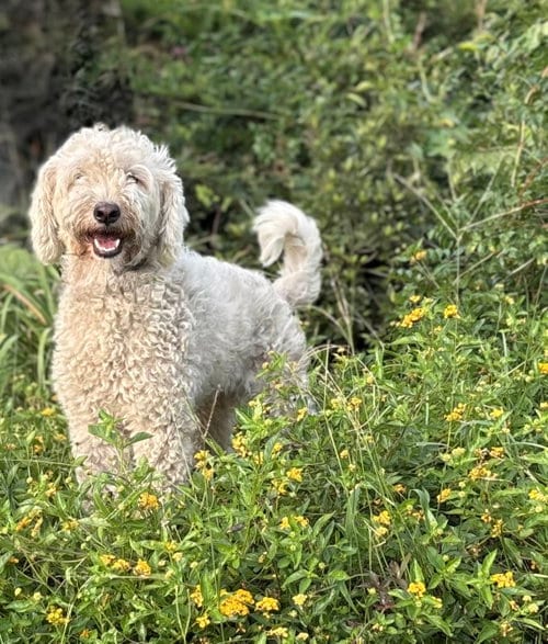Photo of Kenzo- 18 mnths SUPER SWEET DOODLE-$425, adoptable Poodle (Miniature) in Holly Hill, South Carolina