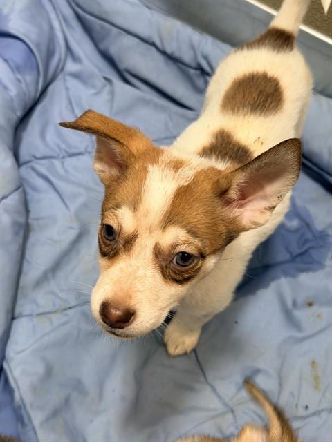 Photo of Venus, adoptable Husky in San Antonio, Texas