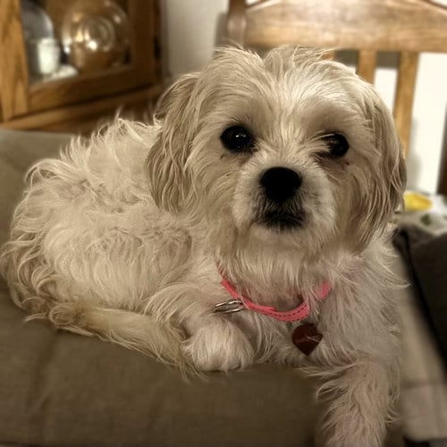 Photo of Amaya, adoptable Terrier in Fargo, North Dakota
