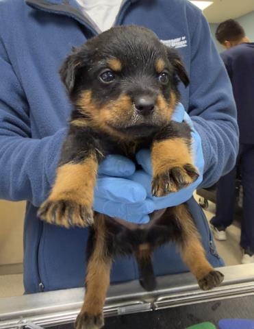 Photo of Rum, adoptable Doberman Pinscher in Riverside, California