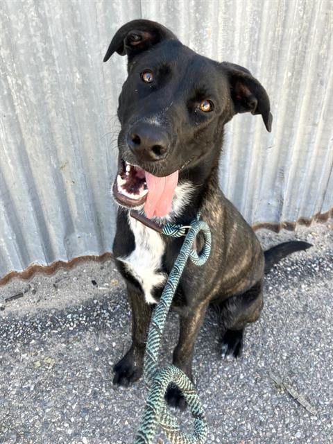 Photo of Smarty, adoptable American Pit Bull Terrier in Albuquerque, New Mexico