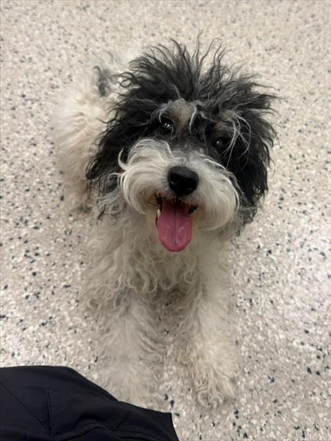 Photo of Rosemary, adoptable Maltese in Brighton, Colorado