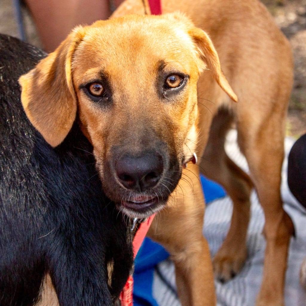 Photo of Feather, adoptable Shepherd in Bloomfield, Connecticut