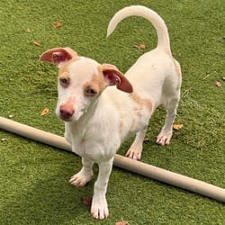 Photo of Rick 5777, adoptable Chihuahua Pointer in Loxahatchee, Florida