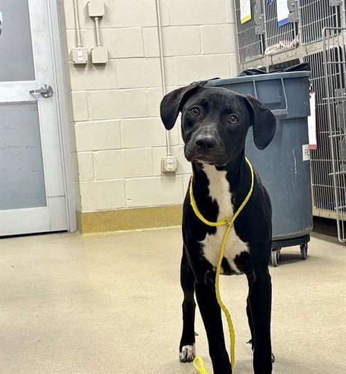 Photo of Coraline, adoptable Labrador Retriever in Grand Prairie, Texas