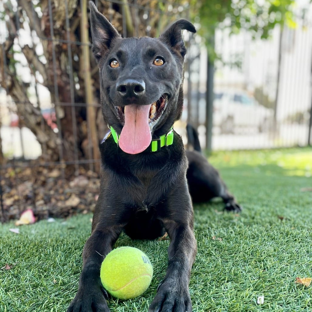 Photo of Rupert, adoptable Terrier / Mixed Breed (Medium) in San Francisco, California