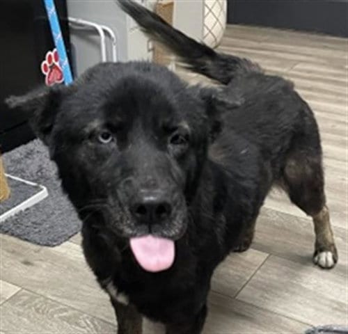 Photo of Sabre, adoptable Akita in Redlands, California
