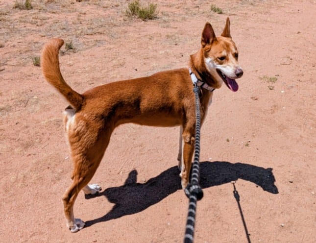 Photo of Dacey, adoptable Mixed Breed in Santa Fe, New Mexico
