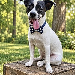 Photo of Napoleon, adoptable Chihuahua in East Hartford, Connecticut