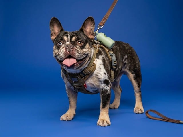 Photo of Dexter, adoptable French Bulldog in Miami, Florida