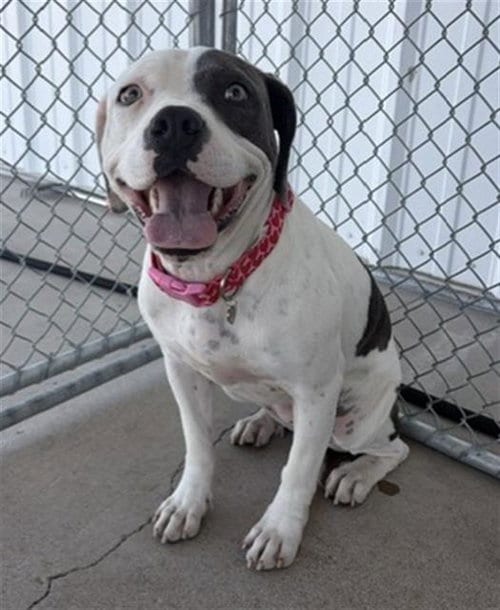 Photo of Lucky, adoptable Pit Bull Terrier in Bakersfield, California