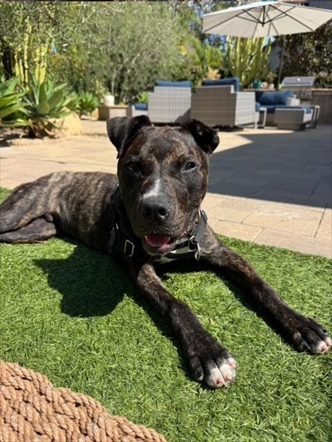 Photo of Alfie, adoptable Pit Bull Terrier in Santa Barbara, California