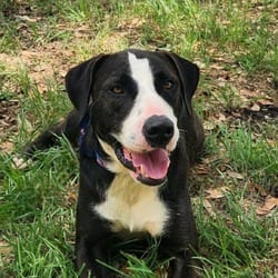 Photo of Frijoles, adoptable American Bulldog American Pit Bull Terrier in Hartford, Connecticut