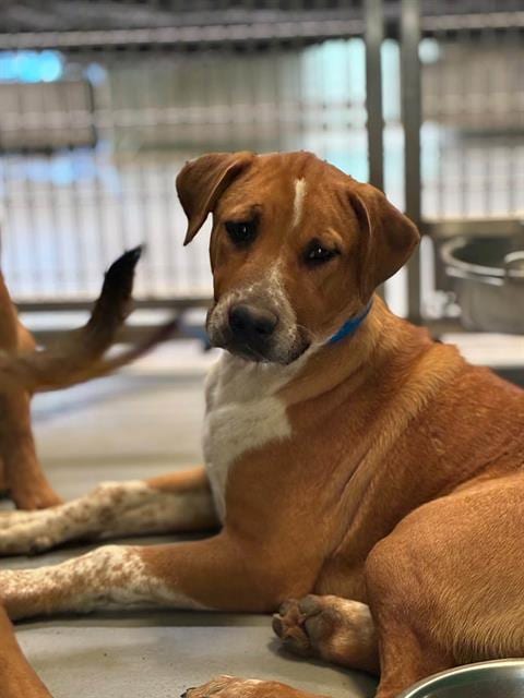 Photo of Carl, adoptable German Shepherd Dog in Visalia, California