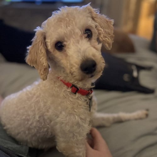 Photo of Sasha, adoptable Poodle (Miniature) in Spring Lake, North Carolina