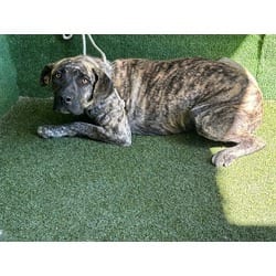 Photo of Diva, adoptable American Pit Bull Terrier Mastiff in Lancaster, California