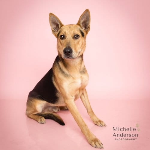 Photo of Charlie, adoptable German Shepherd Dog in Corona, California