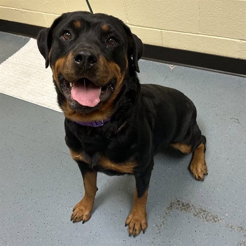 Photo of Reina, adoptable Rottweiler in Denver, Colorado