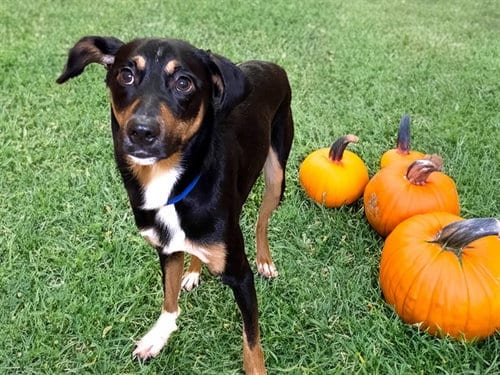 Photo of Cooper, adoptable Labrador Retriever in Ft Lauderdale, Florida