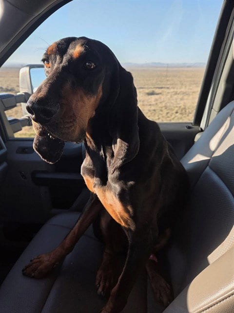 Photo of Bubba J, adoptable Plott Hound in Casper, Wyoming