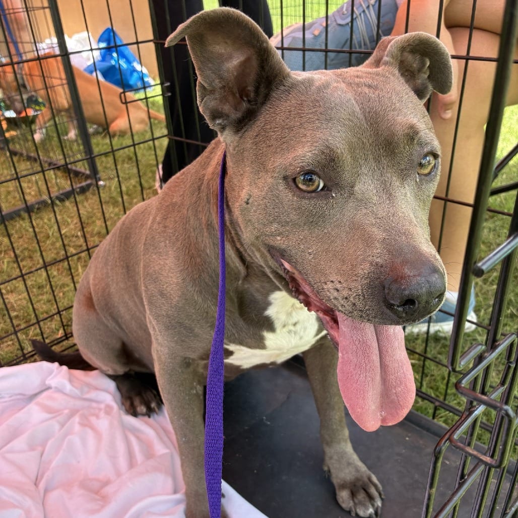 Photo of Iris, adoptable Mixed Breed (Medium)