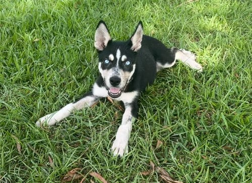 Photo of Cryo, adoptable Husky in Holly Springs, North Carolina