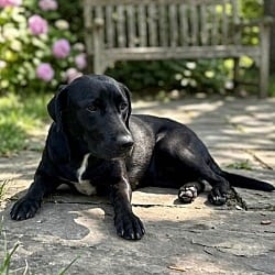 Photo of Flower, adoptable Labrador Retriever Mixed Breed (Medium) in Pittsfield, Illinois