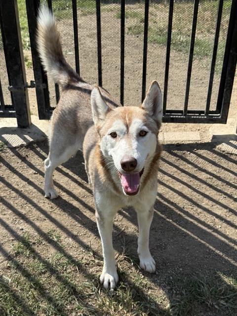 Photo of Luna, adoptable Siberian Husky in Riverside, California