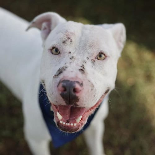 Photo of Billy, adoptable American Staffordshire Terrier in San Antonio, Texas
