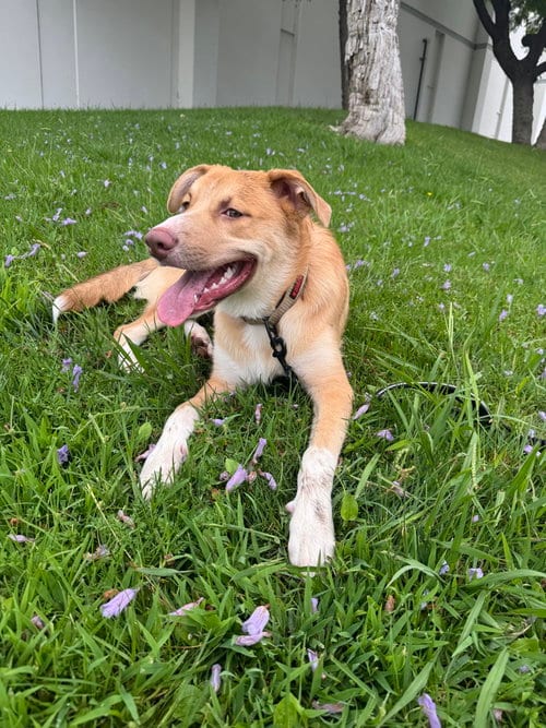 Photo of Ace, adoptable Australian Shepherd in Dana Point, California