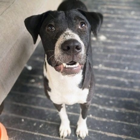 Photo of Remy, adoptable Hound / Mix in East Hanover, New Jersey