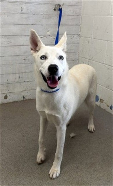 Photo of Snowball, adoptable Siberian Husky in San Bernardino, California