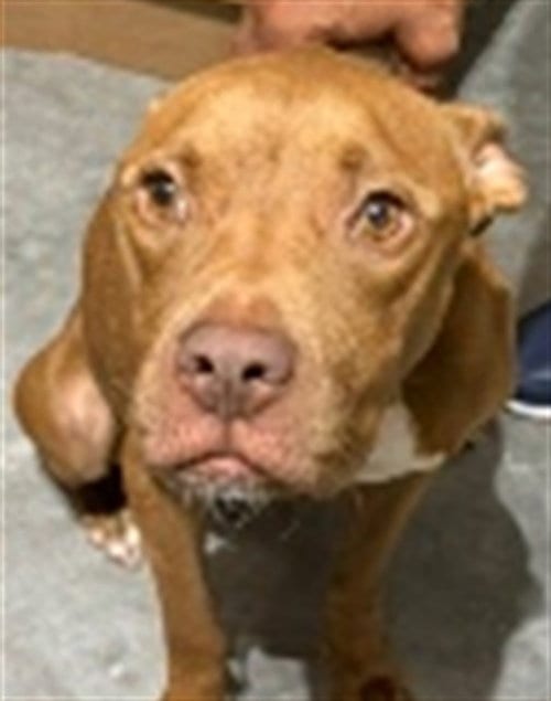 Photo of Ginger, adoptable American Staffordshire Terrier in St. Cloud, Florida