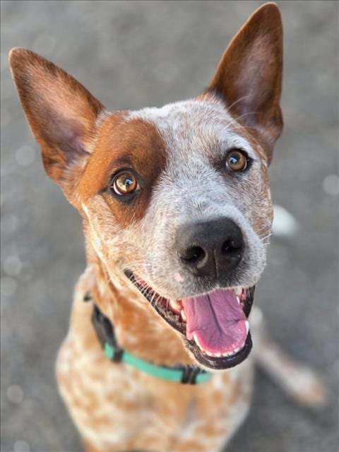 Photo of Blondie, adoptable Australian Cattle Dog/Blue Heeler in Woodland, California