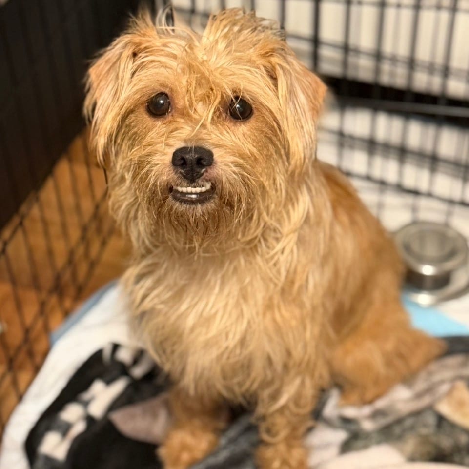 Photo of Mama Molly Weasley, adoptable Mixed Breed (Small) / Terrier, Yorkshire, Yorkie in Maryland, Maryland