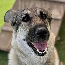 Photo of Rainy, adoptable German Shepherd Dog in Dublin, California