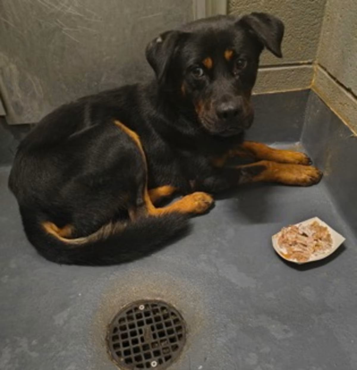 Photo of Silas CTY-206, adoptable Rottweiler in Griffin, Georgia