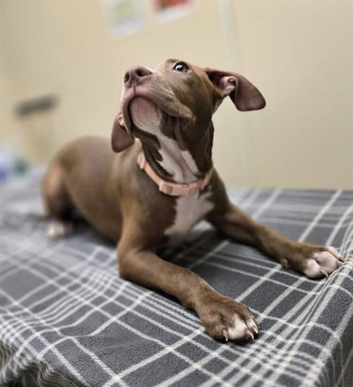 Photo of Kiara, adoptable Pit Bull Terrier in Center Township, Pennsylvania