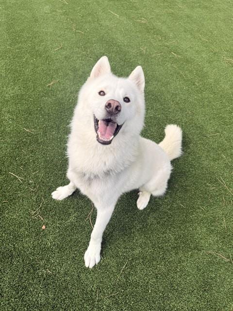 Photo of Shiro, adoptable Husky in Castaic, California
