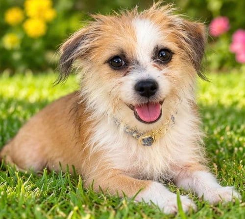 Photo of Cookie, adoptable Yorkshire Terrier Yorkie in Margate, Florida